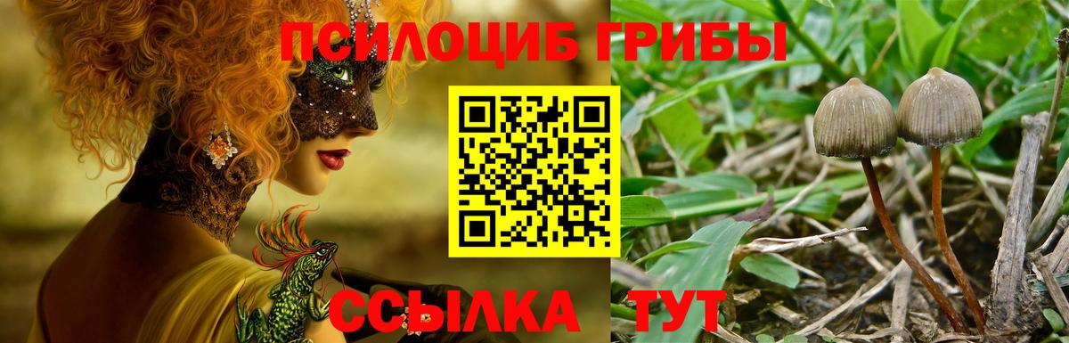 Псилоцибиновые грибы Cubensis Нижний Тагил